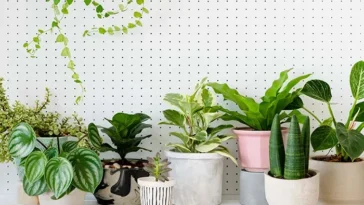 The Hidden Health Benefits of Common Household Plants You Probably Don’t Know About