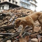 Can Animals Predict Natural Disasters? What Science Has to Say