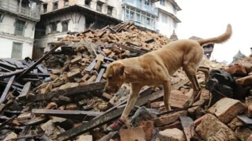 Can Animals Predict Natural Disasters? What Science Has to Say