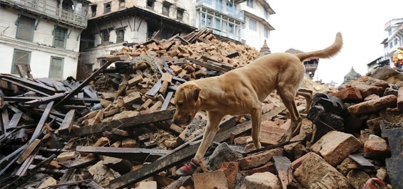 Can Animals Predict Natural Disasters? What Science Has to Say