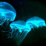 How Bioluminescence Works in Nature