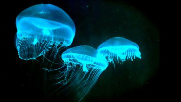 How Bioluminescence Works in Nature