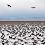 How Climate Change Impacts Bird Migration Patterns