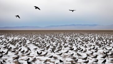 How Climate Change Impacts Bird Migration Patterns