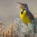 Do Birds Get Lost? Stories of Migration Gone Wrong