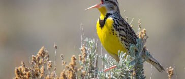 Do Birds Get Lost? Stories of Migration Gone Wrong