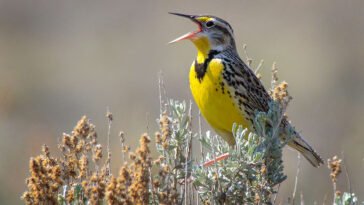 Do Birds Get Lost? Stories of Migration Gone Wrong