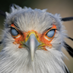 How Do Birds Navigate During Migration?