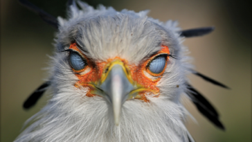 How Do Birds Navigate During Migration?