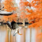 Unbelievable Journeys: Longest Bird Migrations in the Animal Kingdom