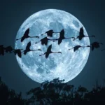 Night Flyers: Why Many Birds Migrate Under the Cover of Darkness