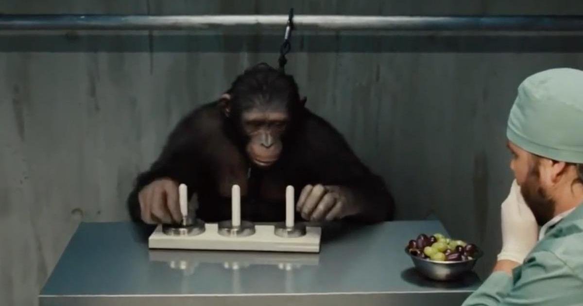 The Most Intelligent Animals in the World: Beyond Humans