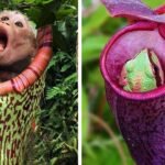 What Are Some Plants That Eat Animals?