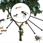 What Is the Role of Ants in the Ecosystem?