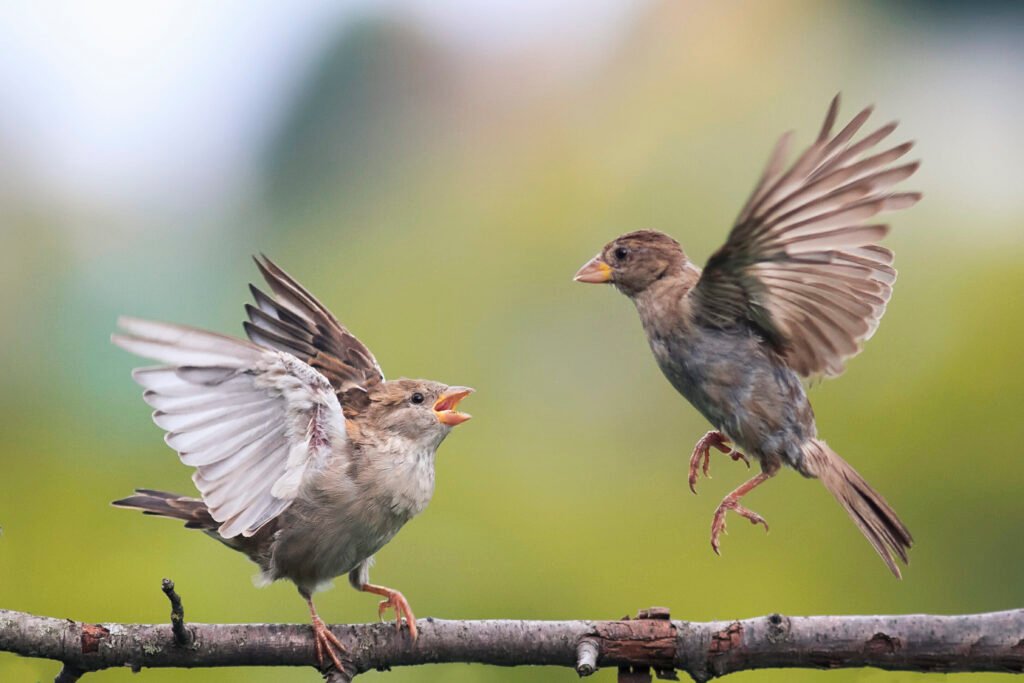 How Do Young Birds Learn to Migrate Without a GPS?