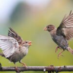 How Do Young Birds Learn to Migrate Without a GPS?