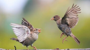 How Do Young Birds Learn to Migrate Without a GPS?