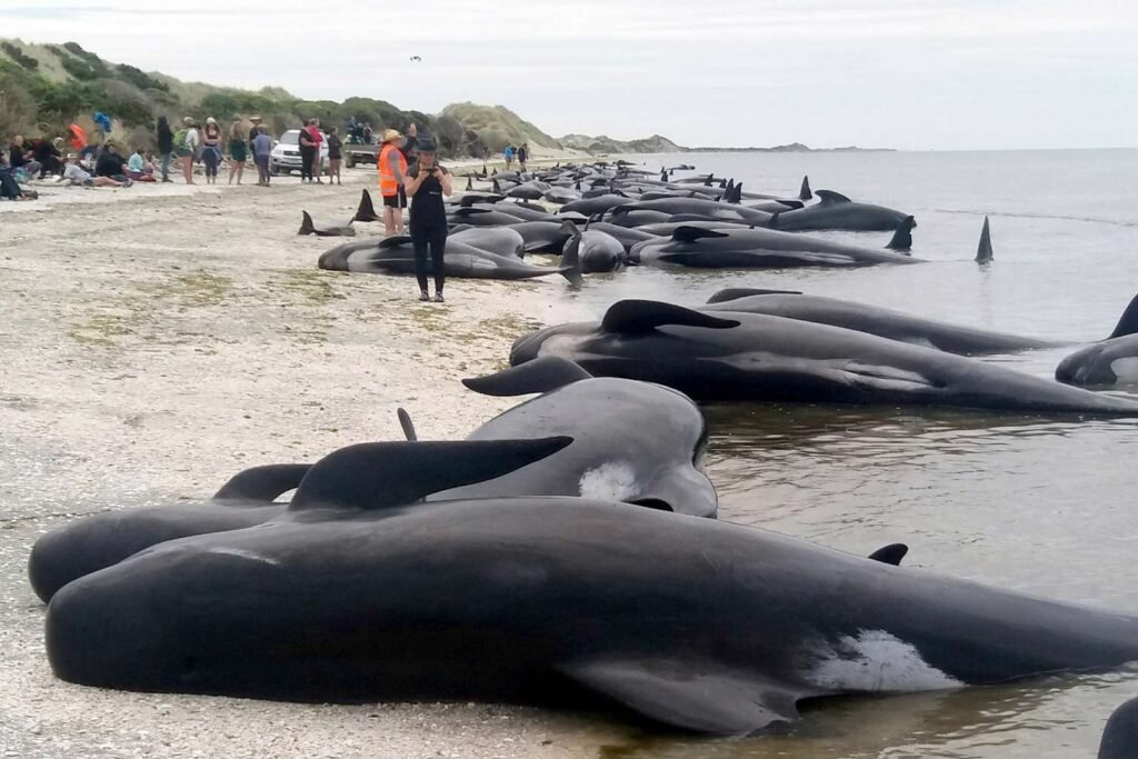 Why Do Whales Beach Themselves in Large Numbers?