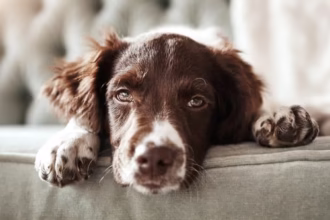 Can Animals Have Midlife Crises?