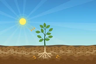 What Would Happen If Humans Could Photosynthesize?