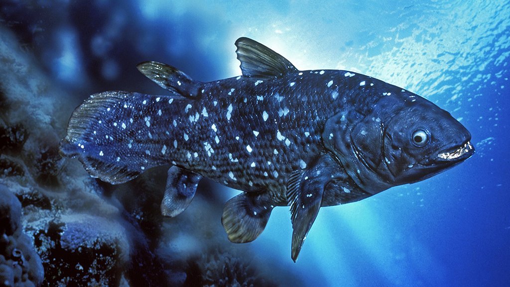 Real Cryptids Discovered: The Coelacanth: A Living Fossil


