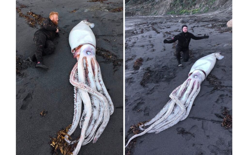 Real Cryptids Discovered: 
The Giant Squid: Sea Monster of the Deep
