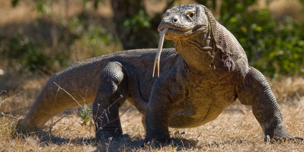 Real Cryptids Discovered: The Komodo Dragon: A Modern-Day Dinosaur

