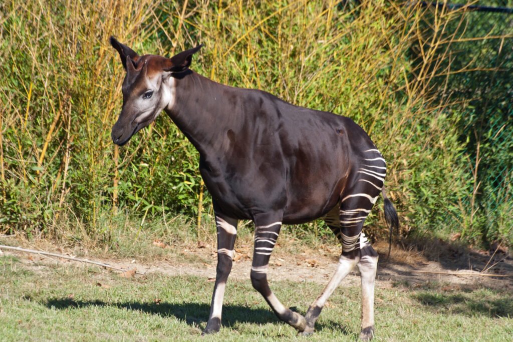 Real Cryptids Discovered: The Okapi: Africa’s Hidden Zebra


