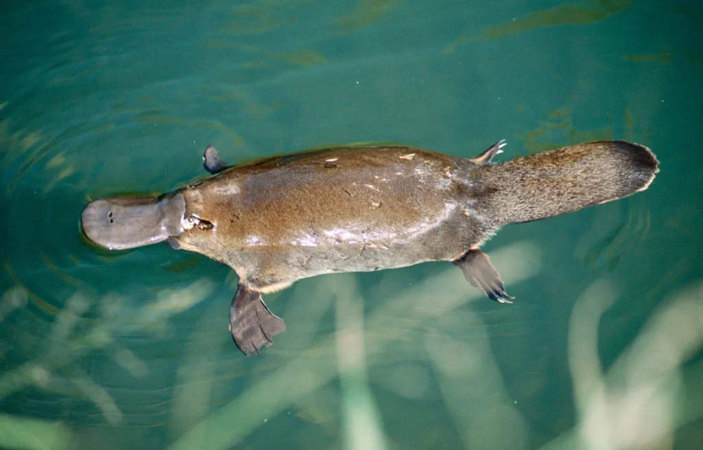 Real Cryptids Discovered:  The Platypus: Nature’s Impossible Animal


