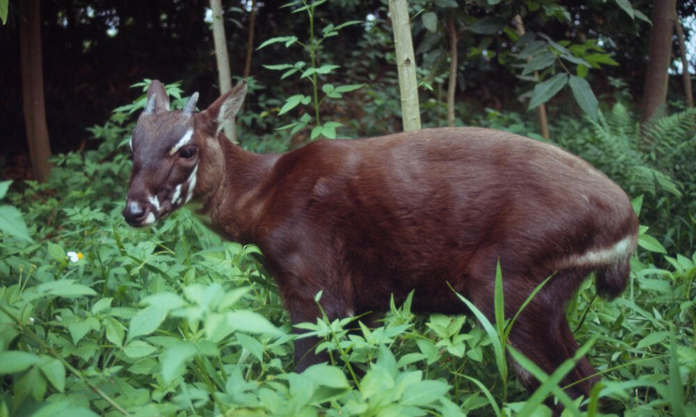 Real Cryptids Discovered: The Saola: Asia’s Mysterious Unicorn

