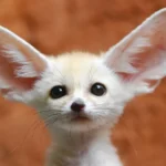 Why Do We Find Things Cuter When They’re Smaller