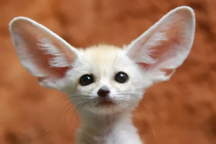 Why Do We Find Things Cuter When They’re Smaller
