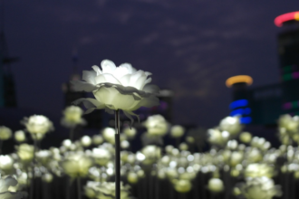 Why Do Some Plants Only Bloom at Night?